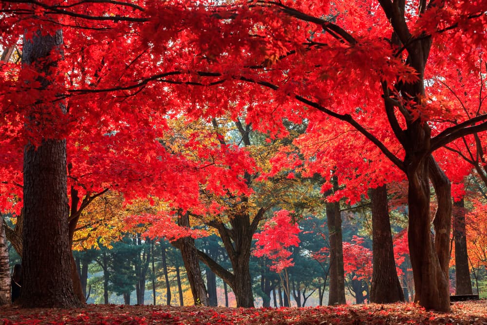Nami Island (Namiseom)